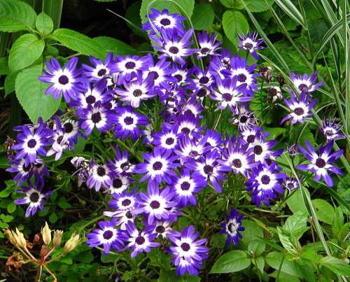 cineraria lavender violet purple white