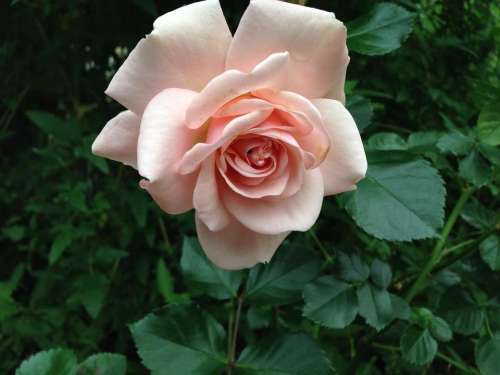 rose peach tea single flower