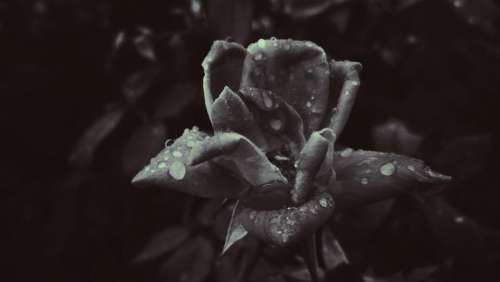 flower monochrome rose