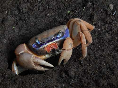 crab  crustaceans claws