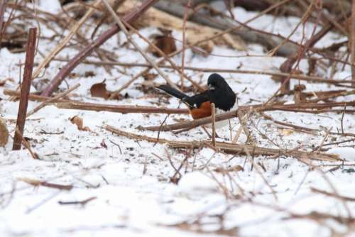 towhee eastern towhee bird bird on ground snow