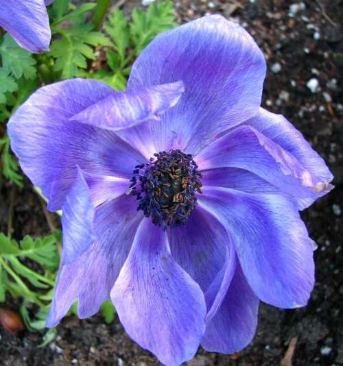 anemone blue violet flower plant