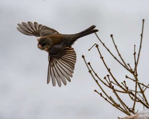 brown sparrow wild bird fly
