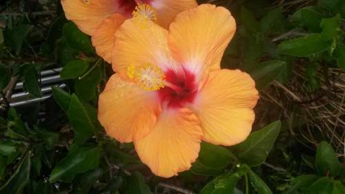 orange hibiscus tropical flower