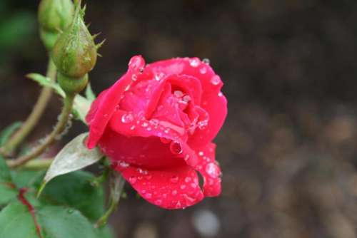 rose garden gardening red rose flowers