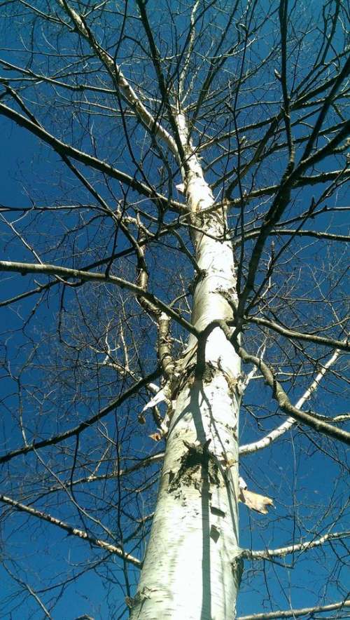 birch spring tree branches #lookup