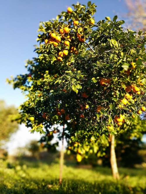 fruit tree tree oranges oragnge tree citris fruit