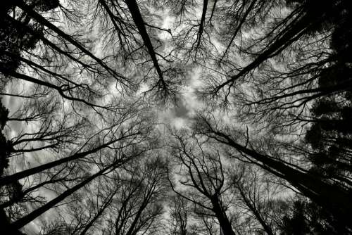 tree trees sky reach high