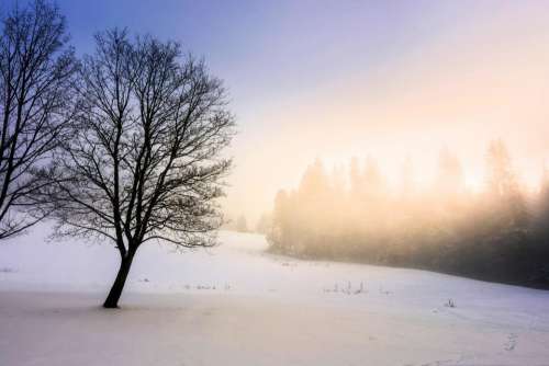 forest winter spruce landscape hill