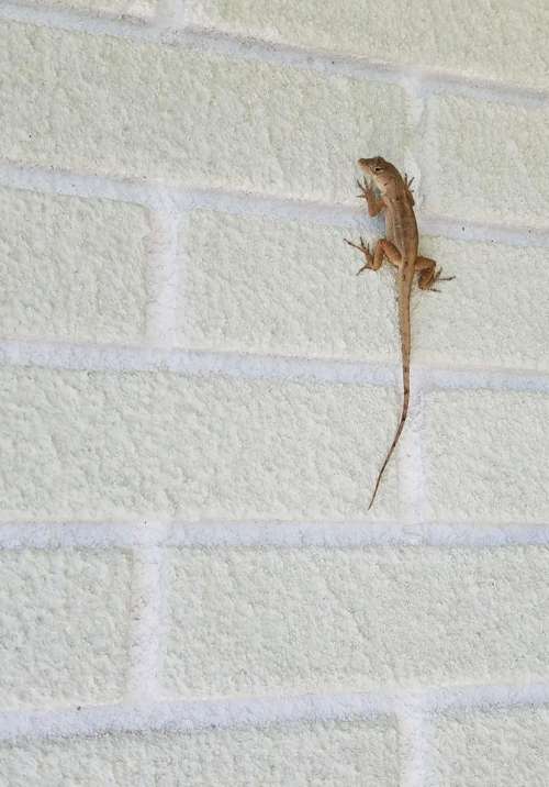 lizard anole Florida reptile