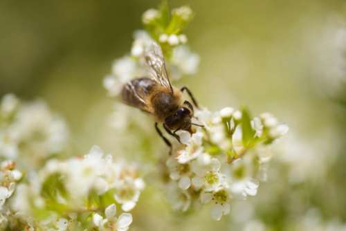 honey bee spring nature