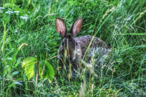 nature animal rodent rabbit bunny