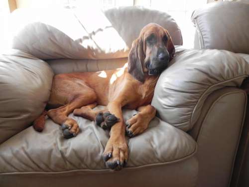 portrait resting bloodhound relaxing dog 