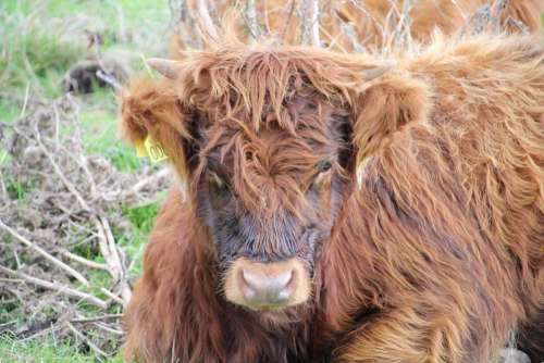 Calf Scot Scottish Highlands cute brown