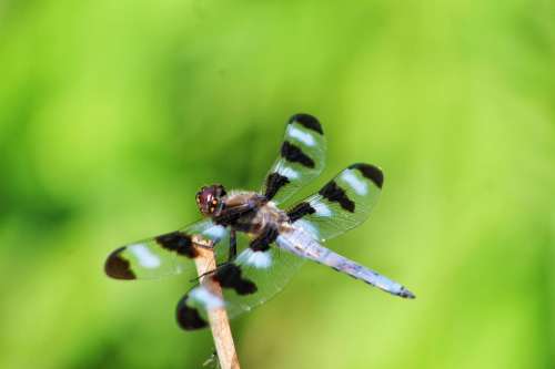 insect dragonfly spotted skimmer wings