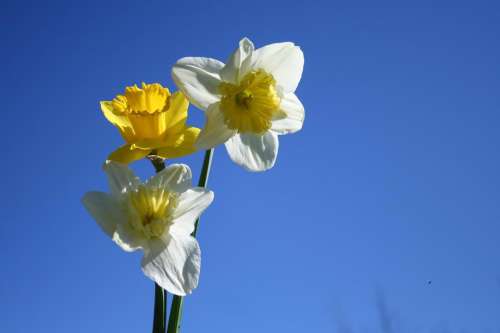 daffodils spring blue sky and flowers narcissus spring flowers