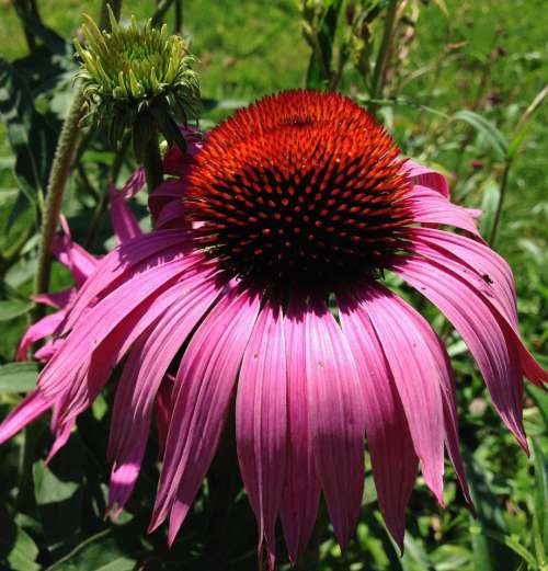 Echinacea flower pink red green