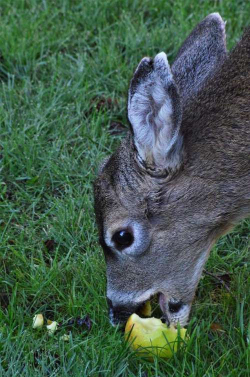 buck fawn deer apple