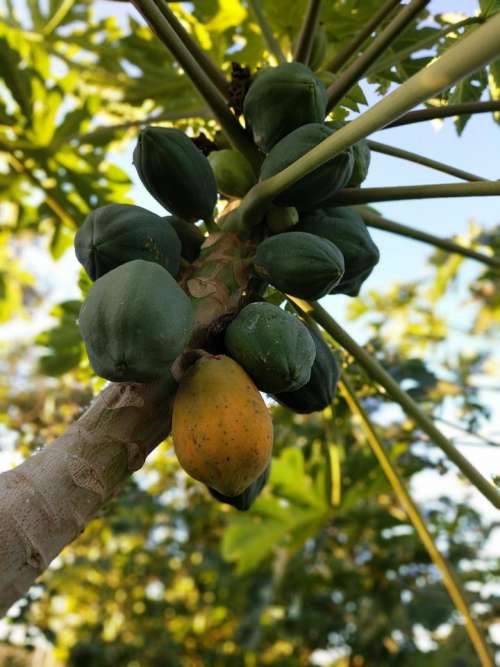 coconut coconuts fruit tree