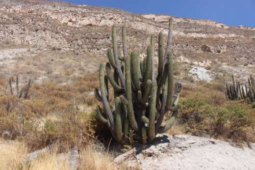 Cáctus inter-Andean zone Moquegua Peru