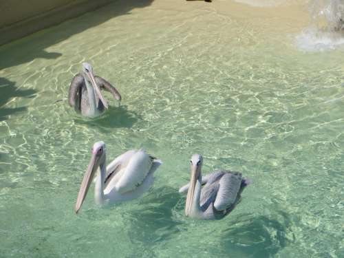 pelicans birds water zoos
