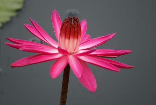 #water lily #lilies #flower#lotus #pink