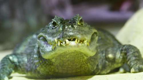 Crocodile reptile