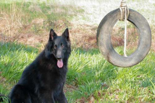 black dog dog canine belgian shepherd groenendael