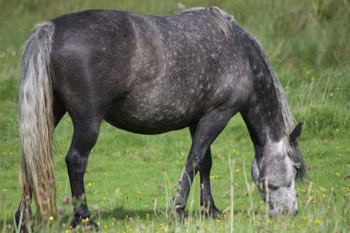 Horse Grazing Dappled Horse PastureField Ireland