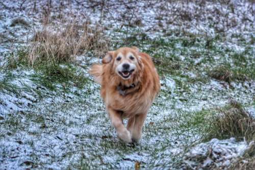 animal pets dogs retriever winter