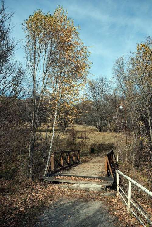 autumn road bridge leaves birch