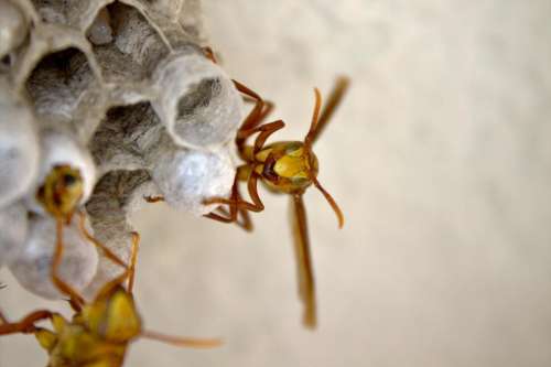 insect wasp hornet