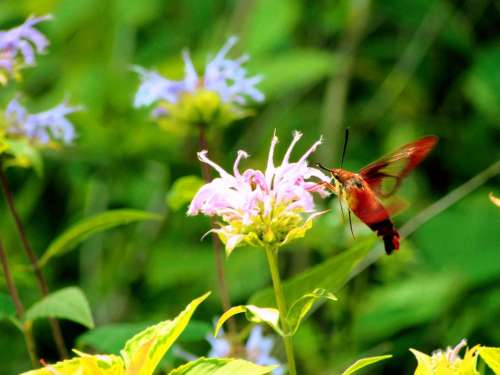 Hummingbird moth flower nature 