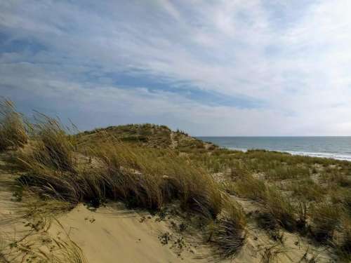 dune sea beach ecology nature