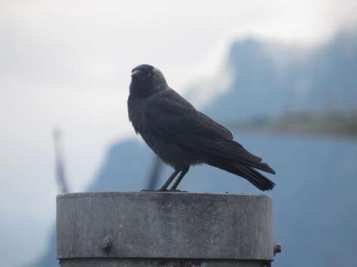 Raven crow bird 
