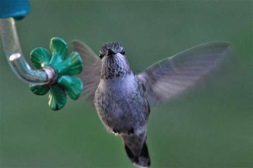 Annas Hummingbird bird wildlife