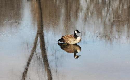 animal bird goose canada geese reflection