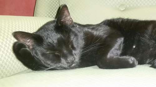 Black cat sleeping cat