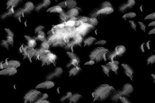 feathers black and white bird pattern