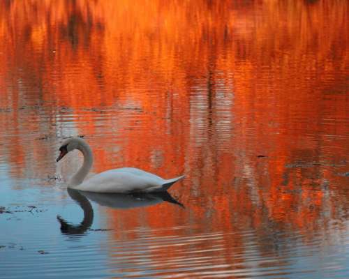 swan swans bird birds water