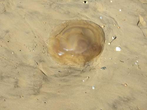 jellyfish beach washed up dead giant