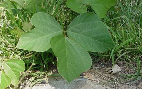 leaf vine kudzu plant