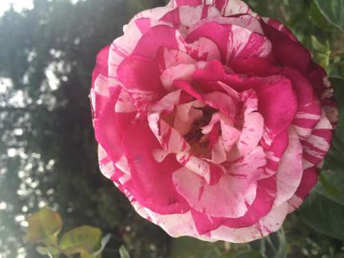 rose garden flower