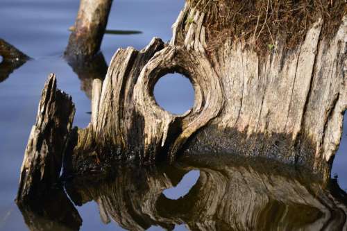 log stump reflection reflections water