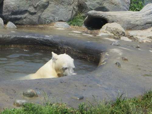 polar bear baby bear animal zoo