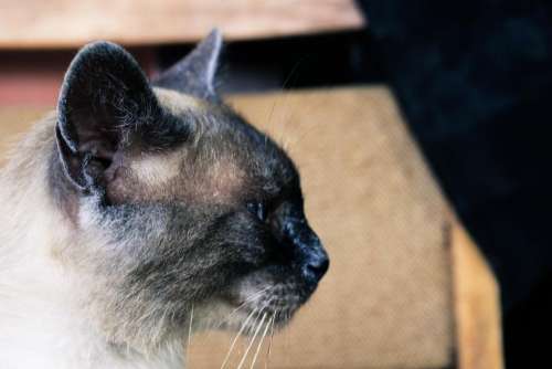 Siamese cat feline pet domesticated