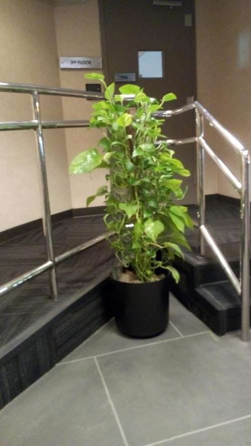 office plant