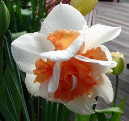 daffodil double double daffodil white orange