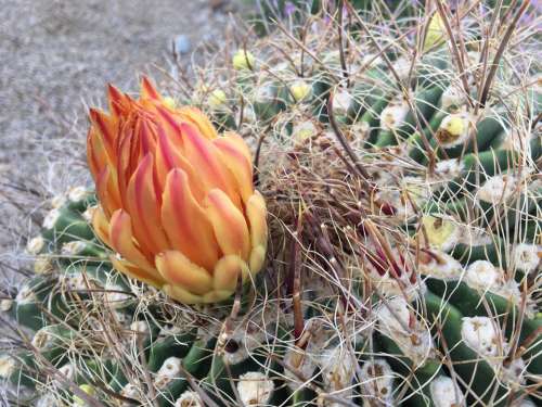 cactus blossom flower barrel bloom