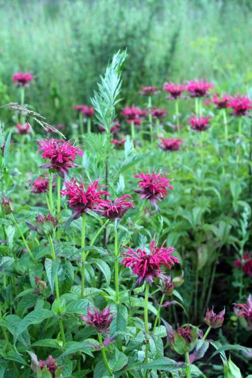 nature flora plants lea field